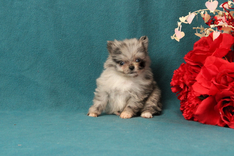 puppy, for, sale, Pomeranian, Matthew B. Stoltzfus, dog, breeder, Gap, PA, dog-breeder, puppy-for-sale, forsale, nearby, find, puppyfind, locator, puppylocator, aca